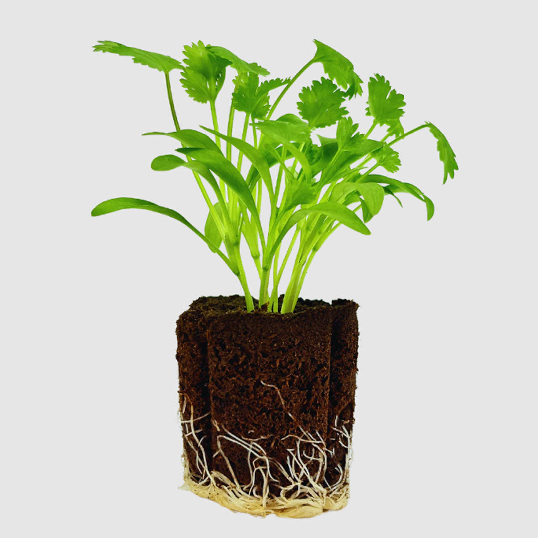 Alt Greens - Cilantro