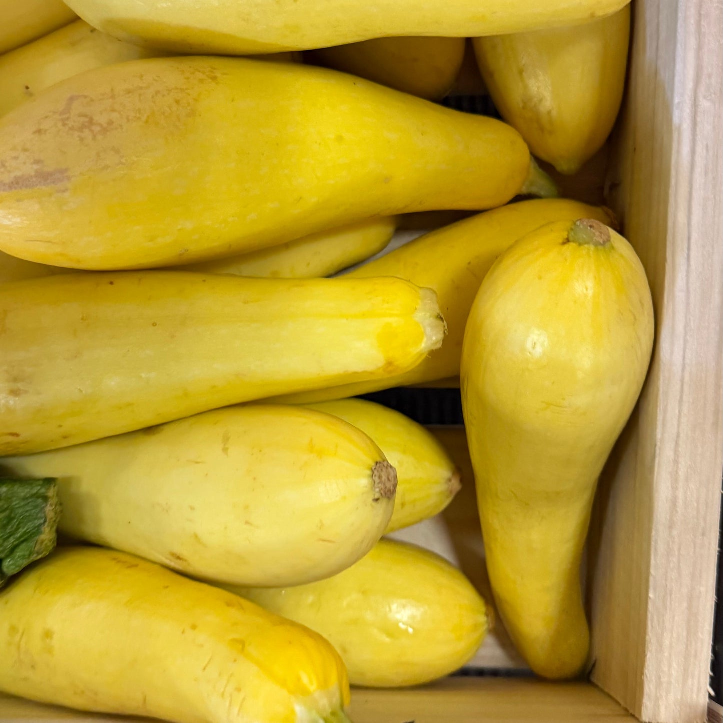 Yellow Squash