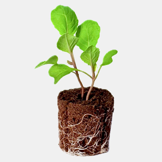 Alt Greens - Basil