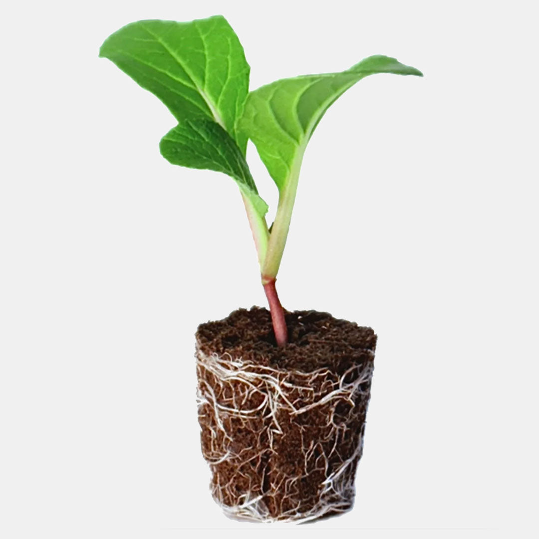 Alt Greens - Bok Choy - Rosette