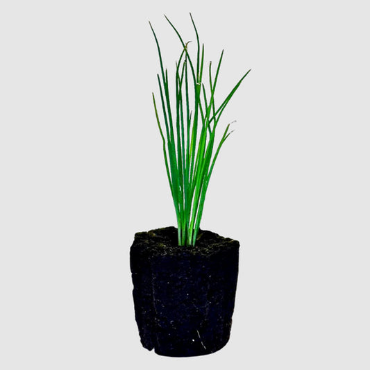 Herb - Chives
