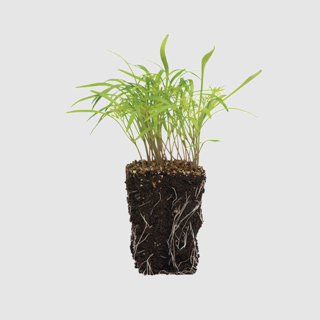 Herbs - Dill - Mammoth