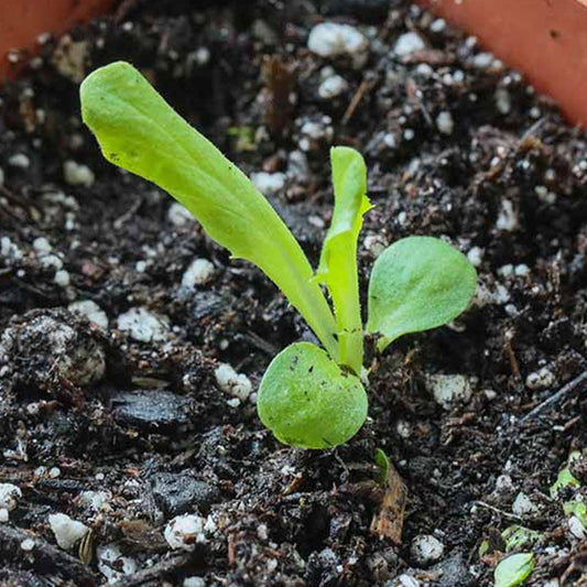 Leaf Lettuce - Ice Queen