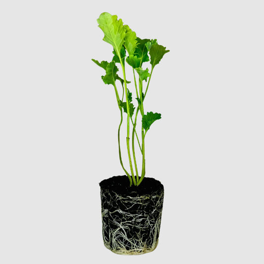 Alt Greens - Kale - Dwarf Blue Curled Kale