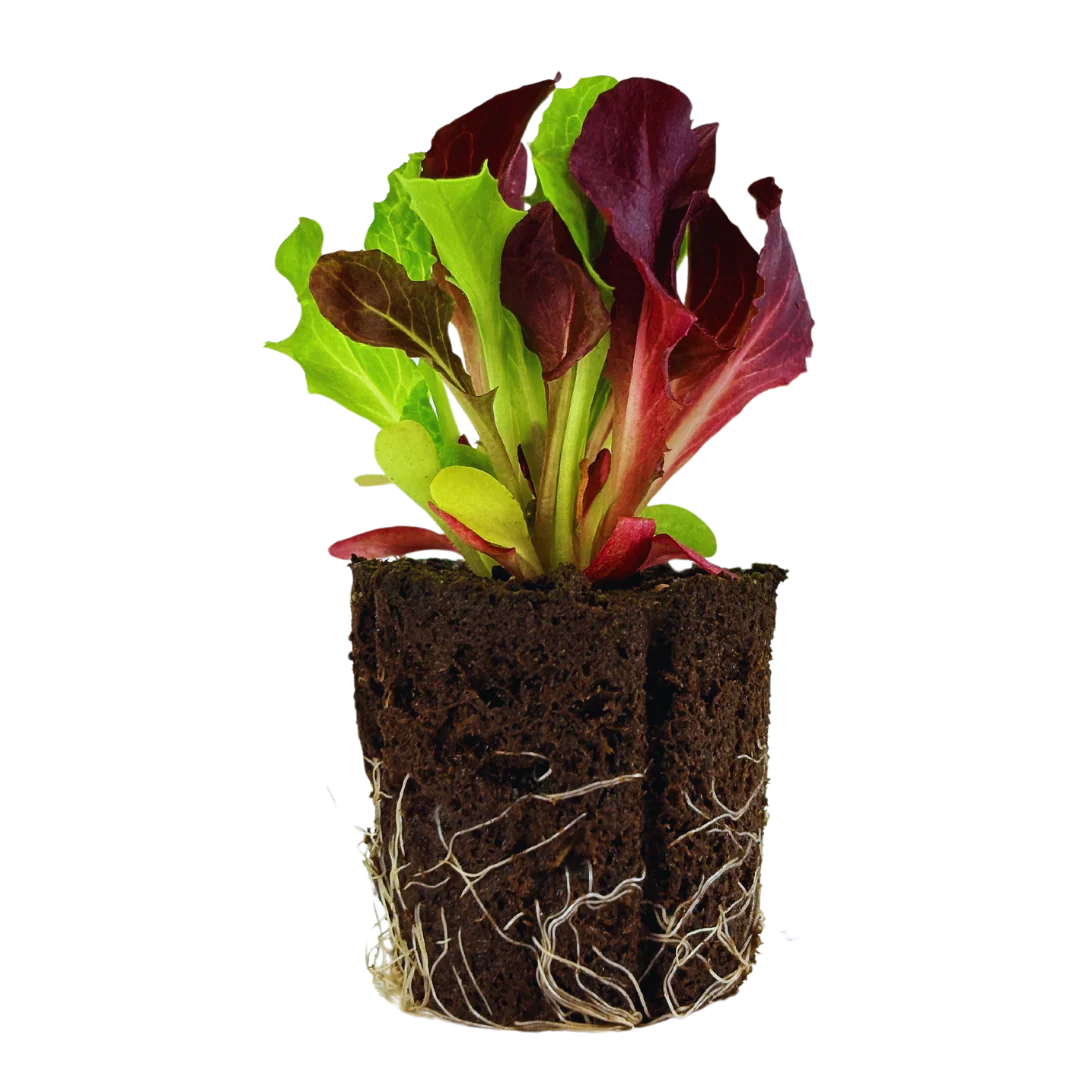 Leaf Lettuce - New Red Fire