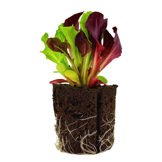 Leaf Lettuce - New Red Fire