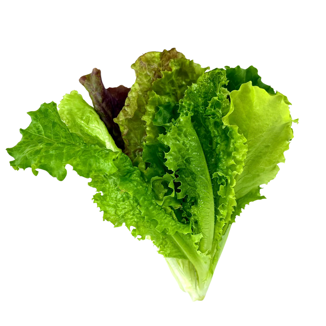 Leaf Lettuce - New Red Fire