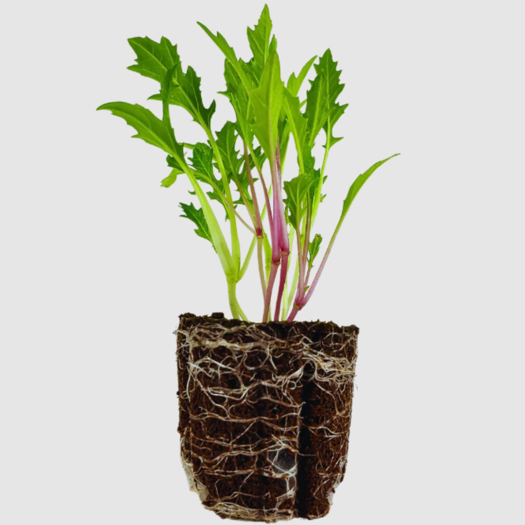 Alt Greens - Mesclun - Lettuce & Mustard Green Blend