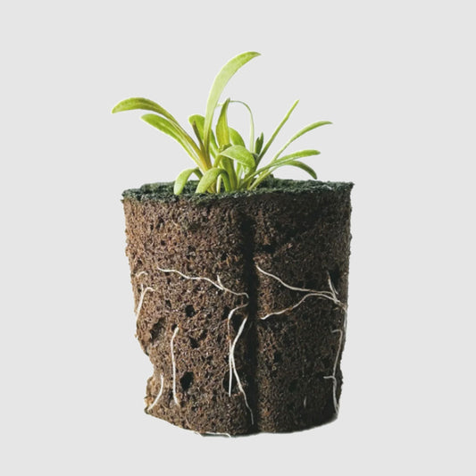Herbs - Peppermint