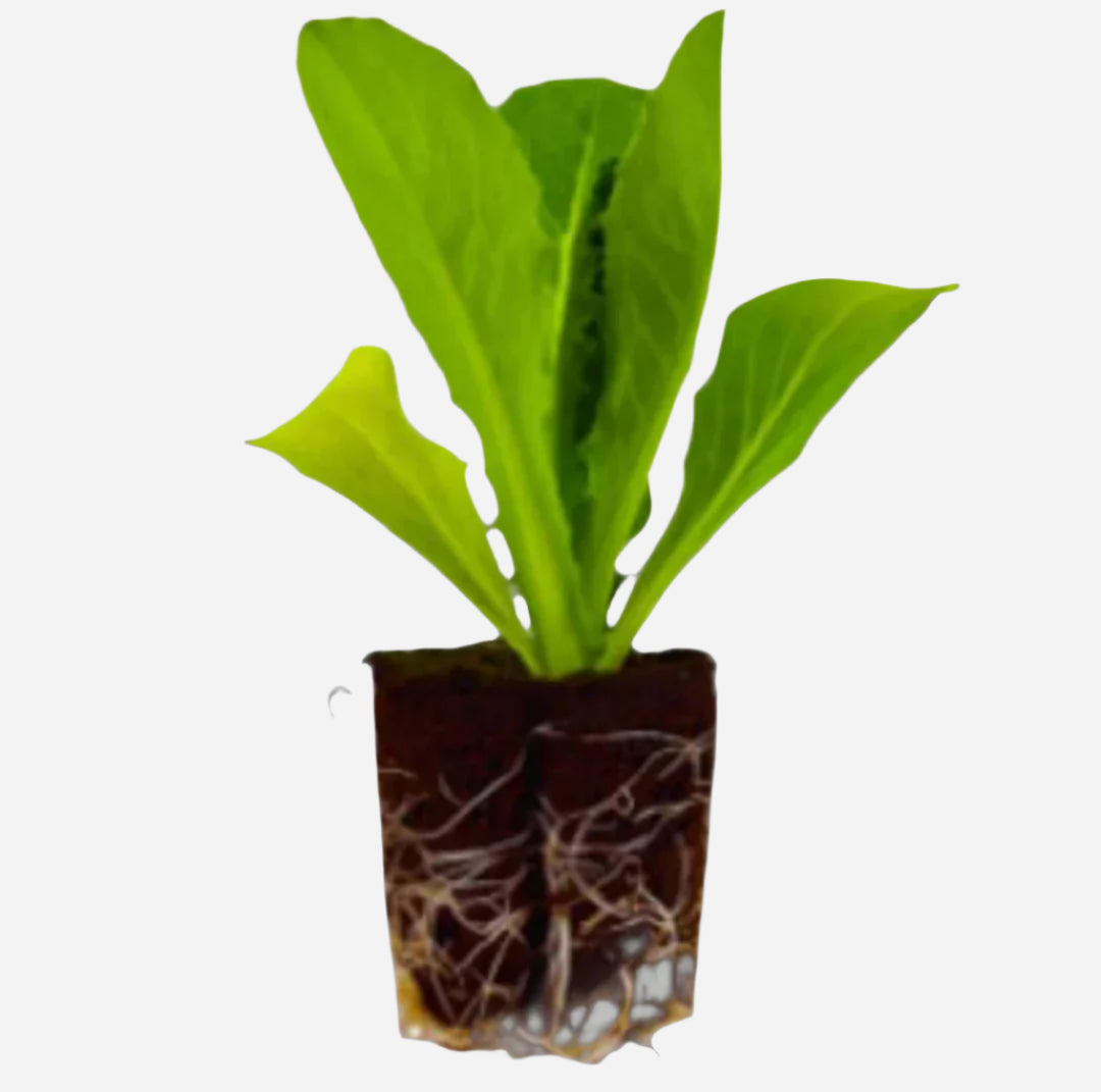 Leaf Lettuce - All Lettuce Mix
