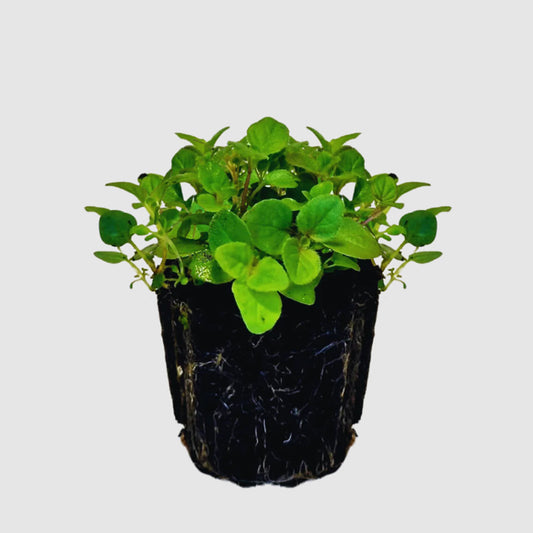 Herbs - Oregano