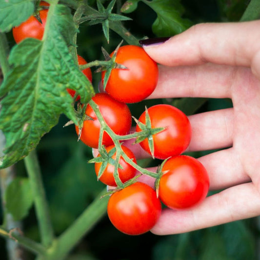 Tomato - Pole Cherry / Gardeners Delight