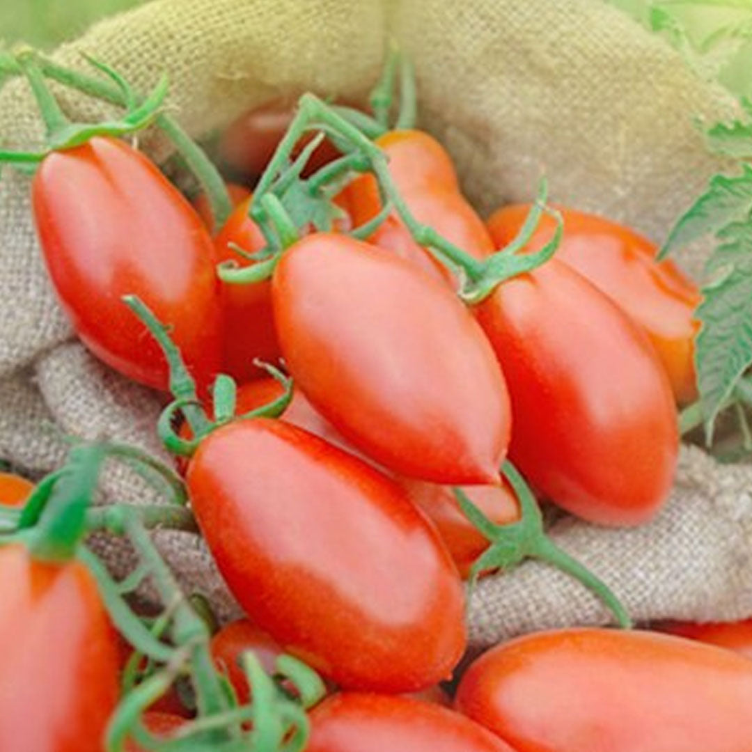 Tomato - Pole Roma - San Marzano