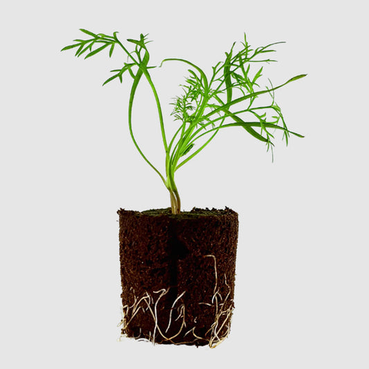 Herbs - Rosemary