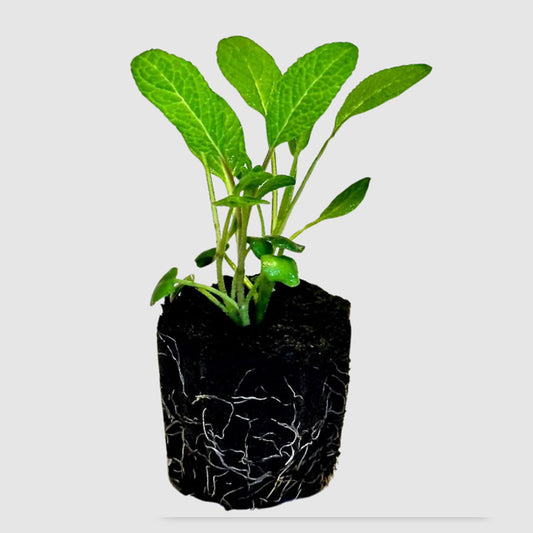 Herbs - Sage