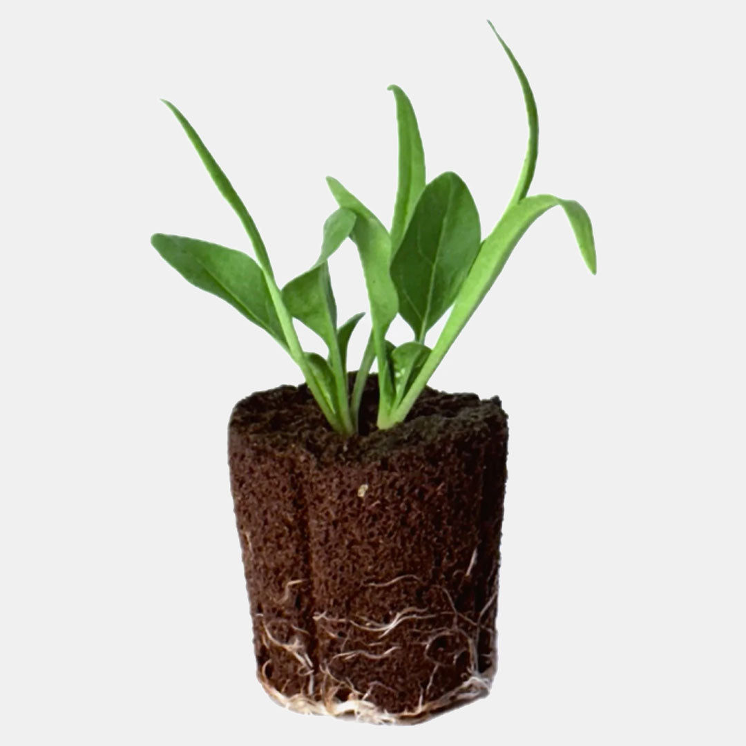 Alt Greens - Spinach - Butterflay