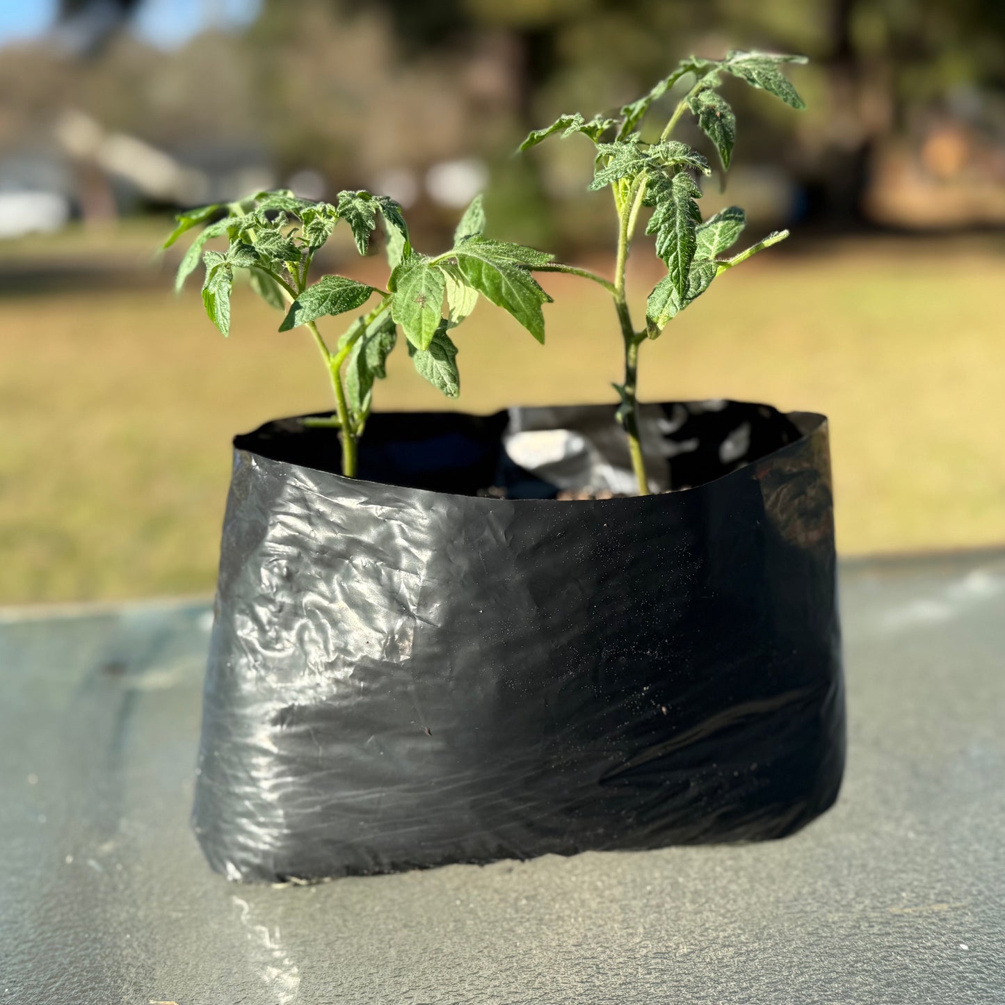 Six EZ Garden Grow Spikes With 6 Inch Grow Bags