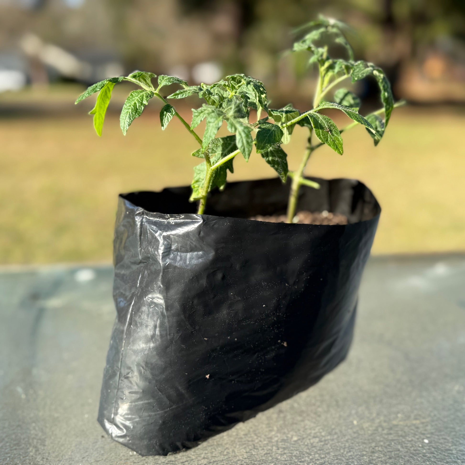 black plastic bag for plants EZ Garden Grow Bag (includes 6x Six Inch Transplant Bags & Spikes)