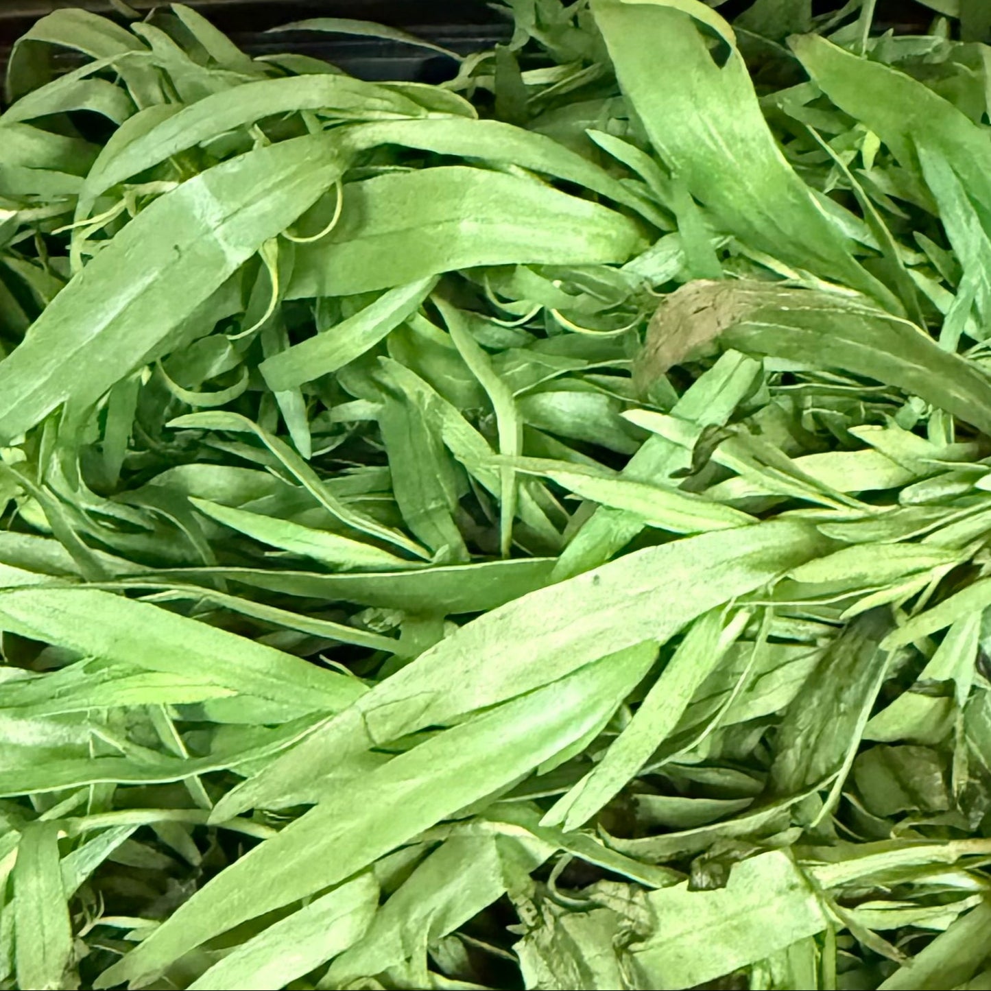 Tarragon Fresh Herb