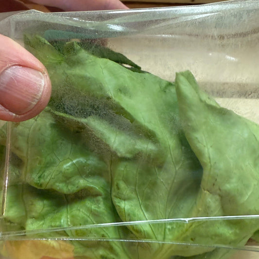 Bibb Butter Lettuce