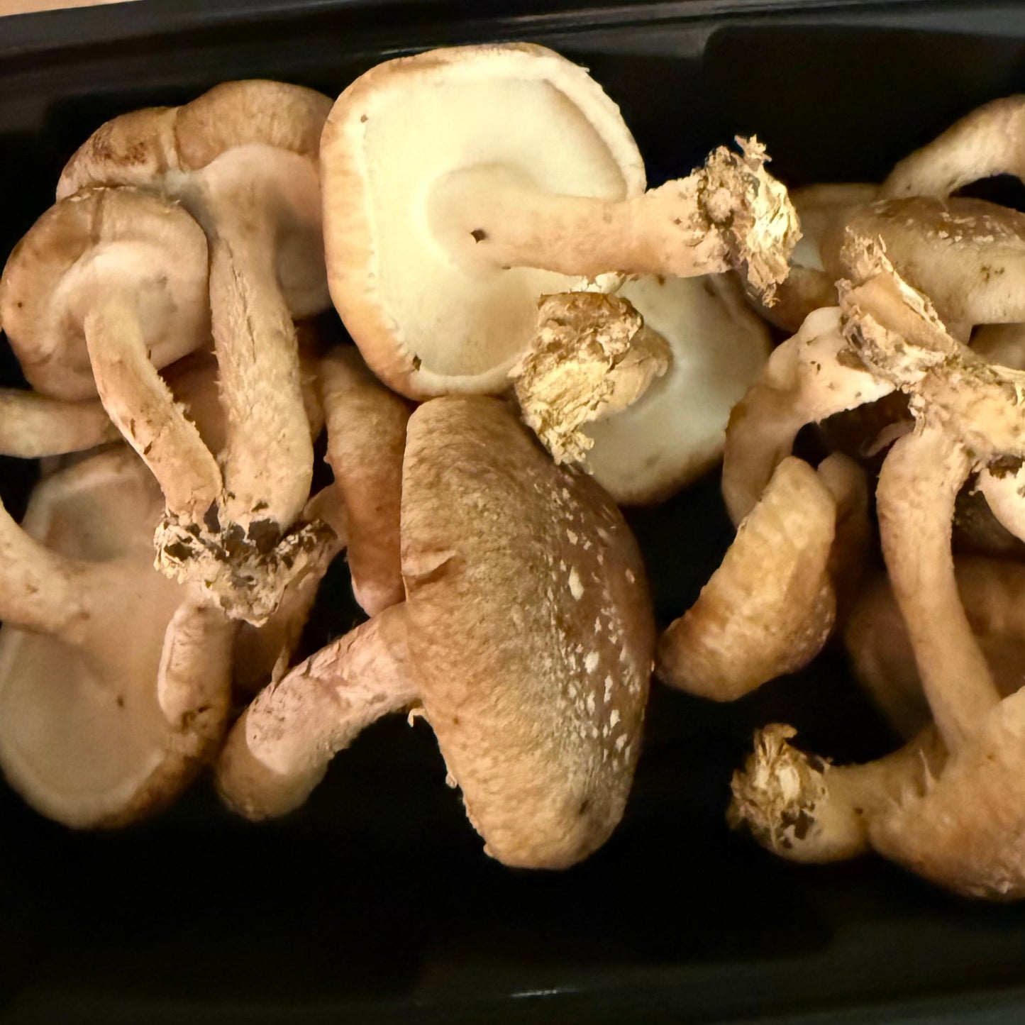 Shiitake Mushrooms