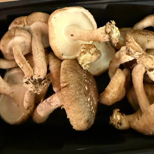 Shiitake Mushrooms